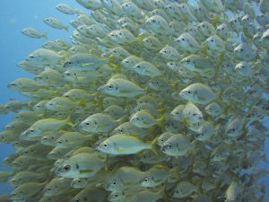 roncadores tenerife diving