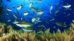 diving in tenerife ornate wrasse