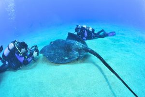 El acuario diving tenerife