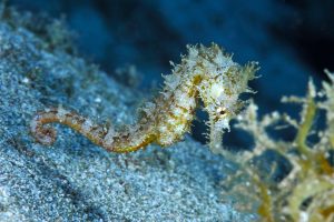 seahorse tenerife diving