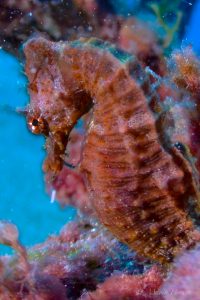 seahorse in tenerife