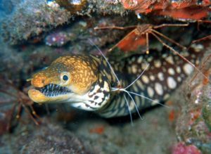 Tiger moray diving tenerife