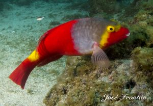 Canarian parrot fish diving tenerife