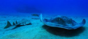 tenerife diving rays sharks