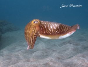 cuttle fish diving tenerife