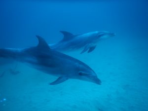 Dolphins Diving in Tenerife