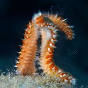 fire worms diving in tenerife