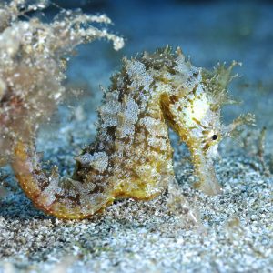 seahorse diving tenerife