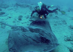 Atlantic Ray Diving Tenerife