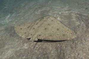 butterfly ray tenerife