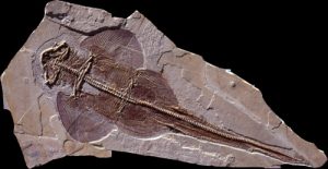 fossil ray