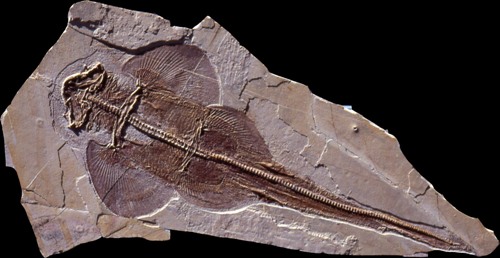 fossil ray