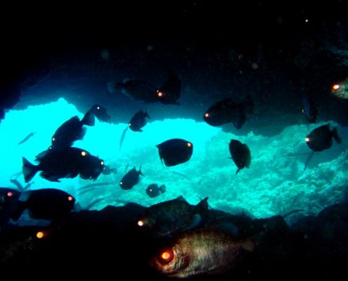 Neptunes cave diving tenerife
