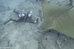 diver with bull ray in tenerife diving photographs