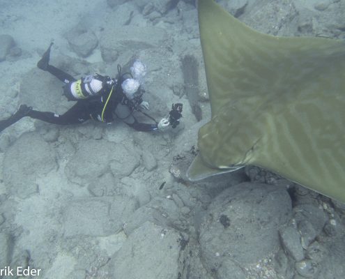 diver with bull ray in tenerife diving photographs