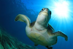 turtle diving tenerife plongee teneriffa duiken tauchen buceo