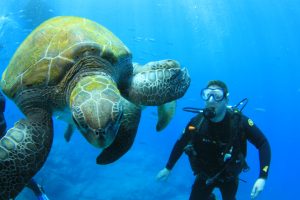 diving buceo plongee tauchen duiken tenerife teneriffa islas canarias canary islands turtle tortuga