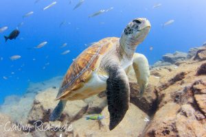 turtle in tenerife