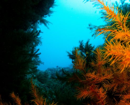 Barranco del aqua diving tenerife