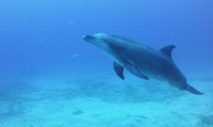 Tenerife dolphin more