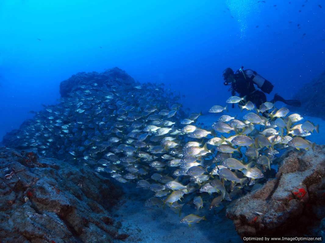 Diving in Tenerife | My CMS