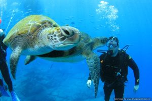 Try Diving Discover Scuba Diving With Turtles Tenerife