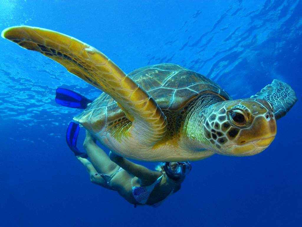 Scuba Mask Strap Unique Sea Turtle Mask Strap Neoprene Dive Mask