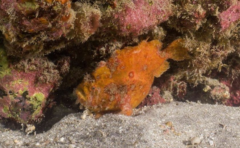 Frogfish in Tenerife