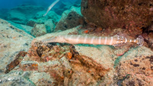 Atlantic Trumpetfish Tenerife
