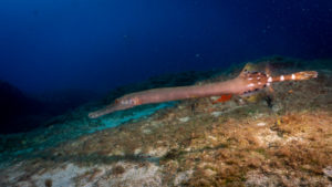 Atlantic Trumpetfish Tenerife