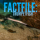 Atlantic trumpetfish tenerife
