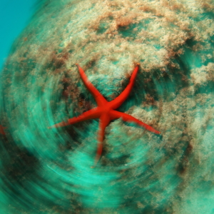 starfish spinning