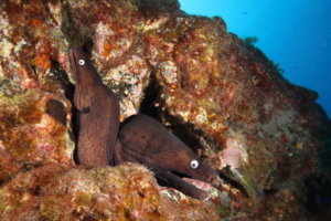 moray eels morena diving tenerife buceo
