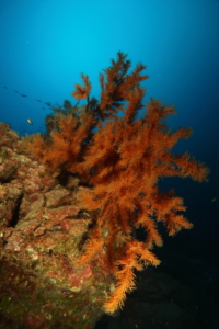 black coral deep diving tenerife