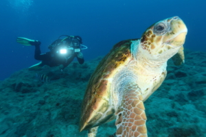 turtle with diver in Tenerife, diving Tenerife, scuba, dive centre