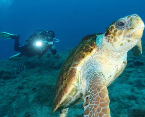 turtle with diver in Tenerife, diving Tenerife, scuba, dive centre