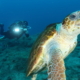 turtle with diver in Tenerife, diving Tenerife, scuba, dive centre