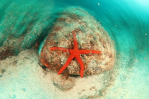 red starfish diving tenerife