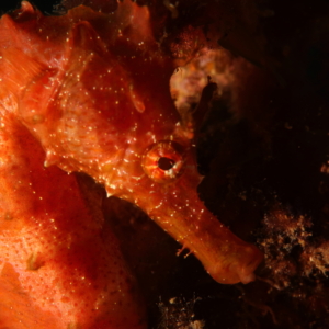 red seahorse buceo tenerife diving tenerife