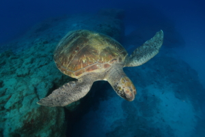 buceo tenerife green turtle diving tenerife